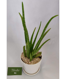 Plant Aloe vera