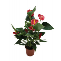 Anthurium Red flowers