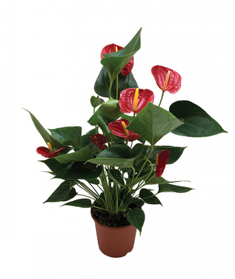 Красный Антуриум растение для дома или офиса