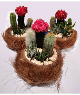 Cactus plants in coconut pot