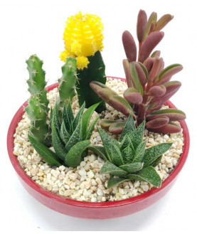 cactus succulent set 