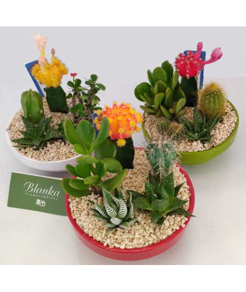 cactus succulent set 