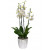 Orchid 4 branches  + ₪250 