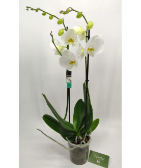 Белая орхидея 2 ветки