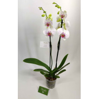 Орхидея 2 ветки