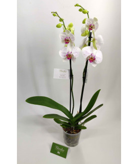 Орхидея 2 ветки