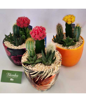 Cactus plants set