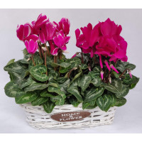 Cyclamens in Basket